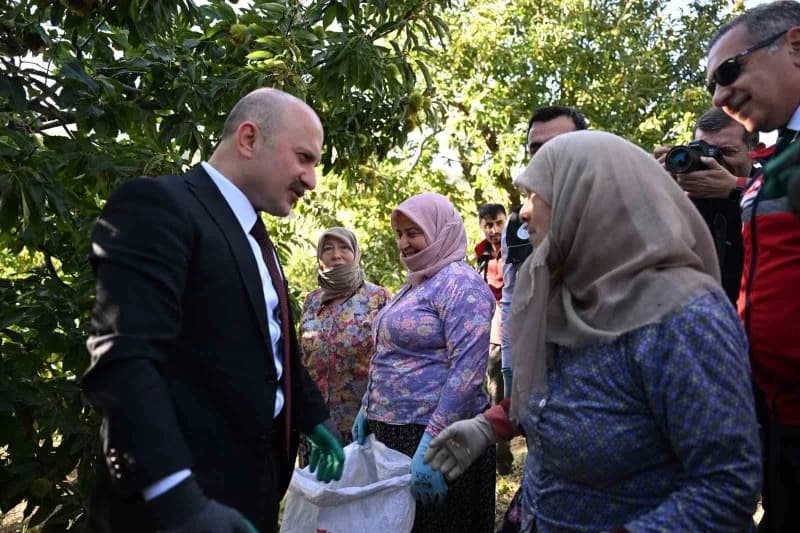Avrupa Birliği tarafından coğrafi işaret tesciliyle korunan Aydın kestanesinde hasat heyecanı yaşanı