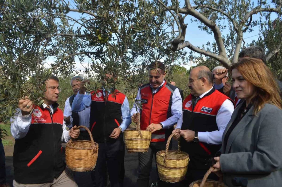 Altınova'da ölümsüzlük ve bereketin simgesi olarak nitelendirilen zeytin ağaçlarından geçimini sağlayan üretici Hüseyin