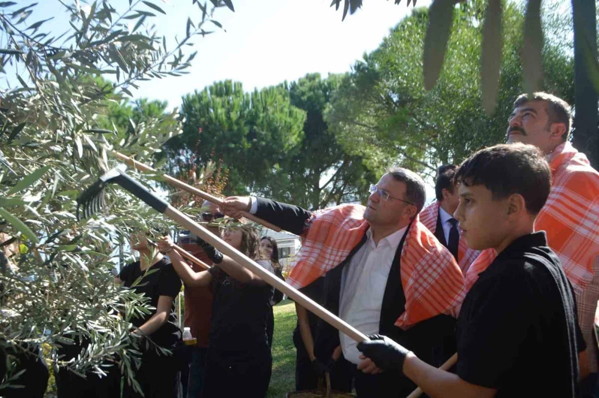 Ayvalık'ta Cunda Turizm Mesleki ve Teknik Anadolu Lisesi öğrencileri zeytin hasadı yaparken ve gelen