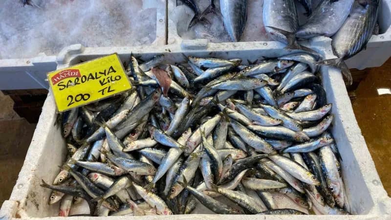 Kocaeli'de balık tezgahlarında çeşitlilik artarken palamut 125 liradan, istavrit ve sardalya kilogra