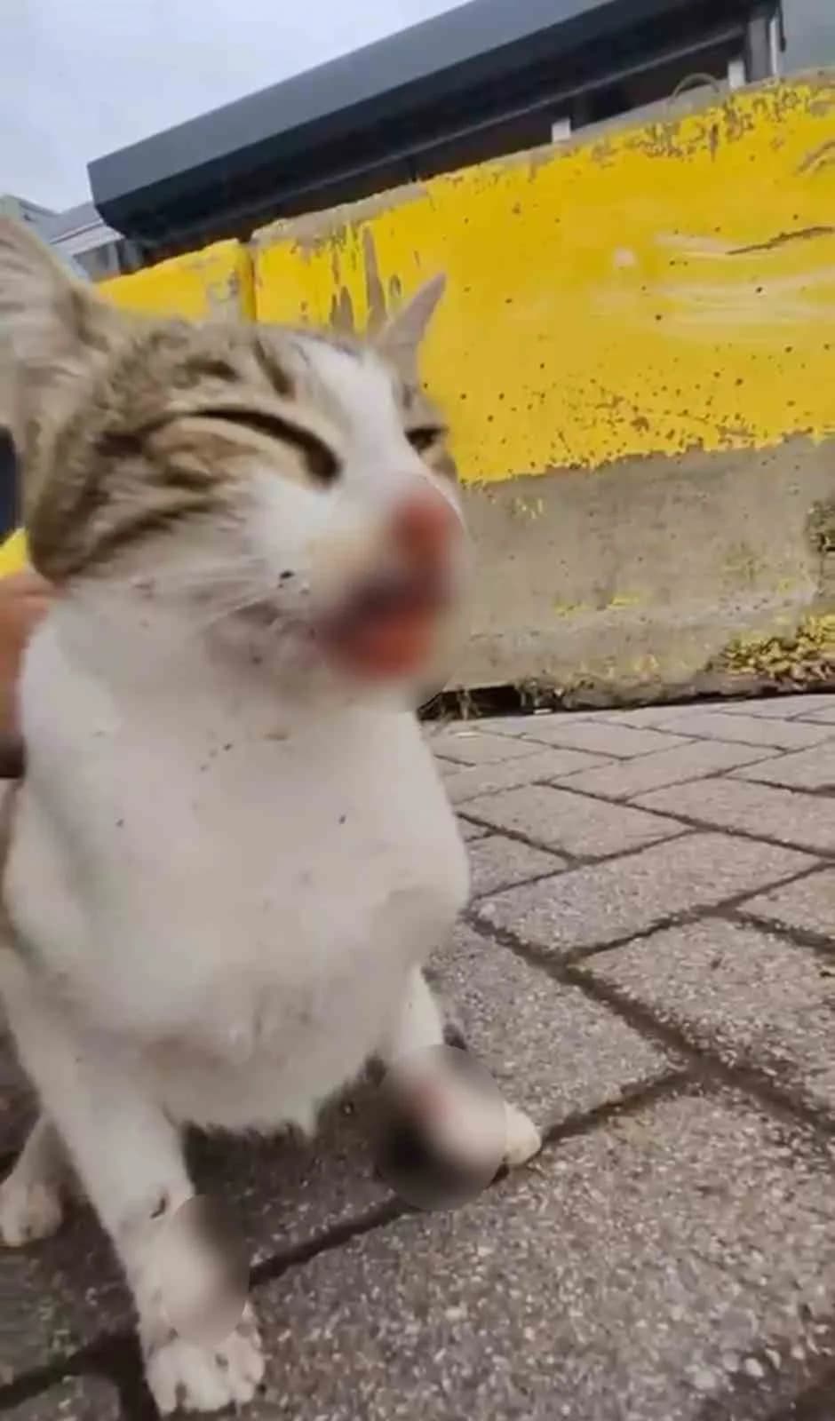 Kocaeli'nin Körfez ilçesinde ağzına ve arka bacağına balıkçı oltasındaki rapala saplanan kedi, kanla