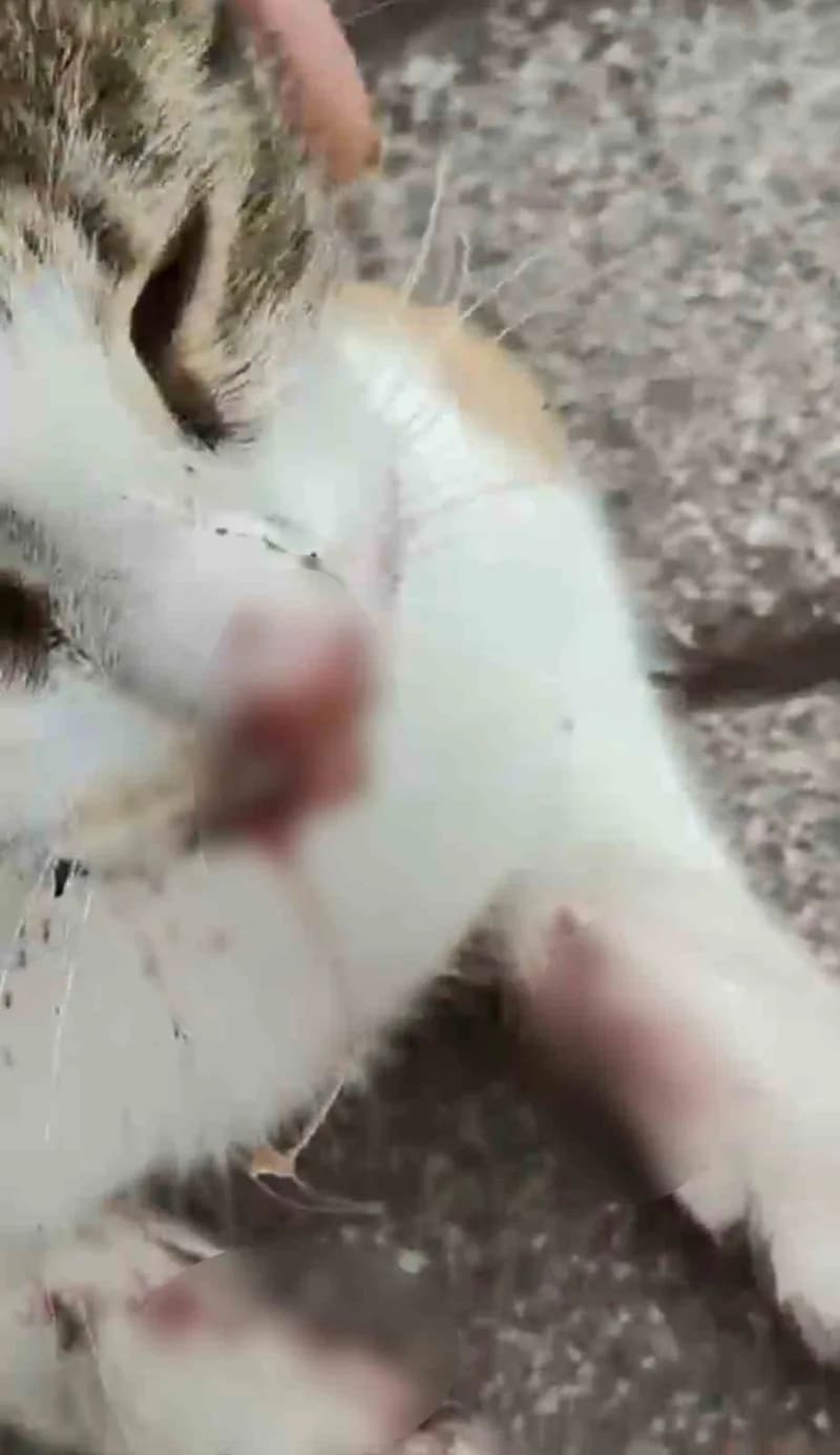 Kocaeli'nin Körfez ilçesinde ağzına ve arka bacağına balıkçı oltasındaki rapala saplanan kedi, kanla