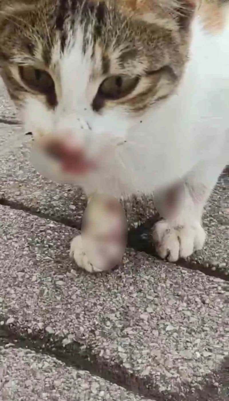 Kocaeli'nin Körfez ilçesinde ağzına ve arka bacağına balıkçı oltasındaki rapala saplanan kedi, kanla
