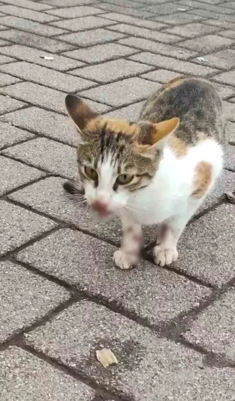Kocaeli'nin Körfez ilçesinde ağzına ve arka bacağına balıkçı oltasındaki rapala saplanan kedi, kanla