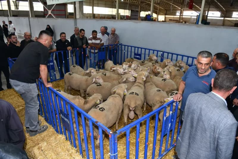 Balıkesir Büyükşehir Belediyesi’nden Susurluk’ta üreticilere 47 Damızlık Koç desteği