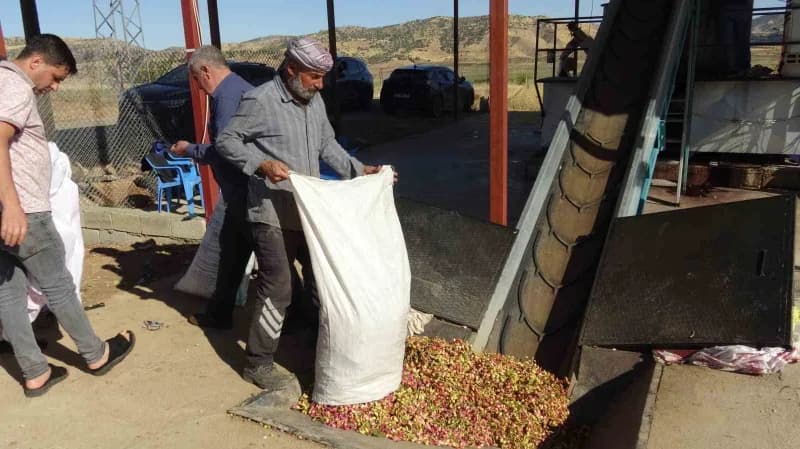 Toplanan fıstıklar, işlenmek üzere İlçede kurulan yeni fıstık tesislerine taşınıyor
