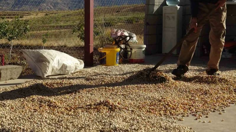 Toplanan fıstıklar, işlenmek üzere İlçede kurulan yeni fıstık tesislerine taşınıyor