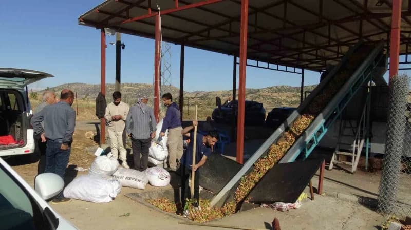 Toplanan fıstıklar, işlenmek üzere İlçede kurulan yeni fıstık tesislerine taşınıyor