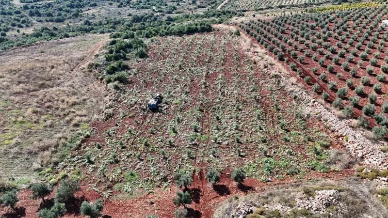 Hatay’ın coğrafi işaretli lezzetlerinden olan ve kilolarca ağırlığa ulaşan Beyaz kabakta hasat başladı. Altınözü ilçesin