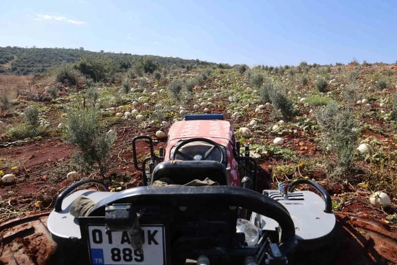 Hatay’ın coğrafi işaretli lezzetlerinden olan ve kilolarca ağırlığa ulaşan Beyaz kabakta hasat başladı. Altınözü ilçesin