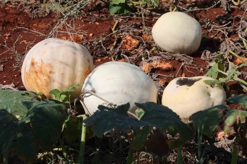 Hatay’ın coğrafi işaretli lezzetlerinden olan ve kilolarca ağırlığa ulaşan Beyaz kabakta hasat başladı. Altınözü ilçesin