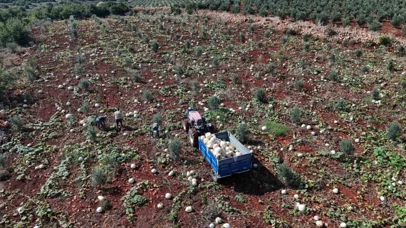 Hatay’ın coğrafi işaretli lezzetlerinden olan ve kilolarca ağırlığa ulaşan Beyaz kabakta hasat başladı. Altınözü ilçesin