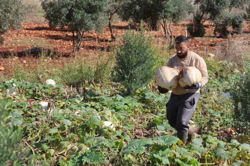 Hatay’ın coğrafi işaretli lezzetlerinden olan ve kilolarca ağırlığa ulaşan Beyaz kabakta hasat başladı. Altınözü ilçesin