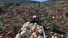 Hatay Altınözü'nde tarlada hasat edilen büyük beyaz kabaklar römorklara yükleniyor