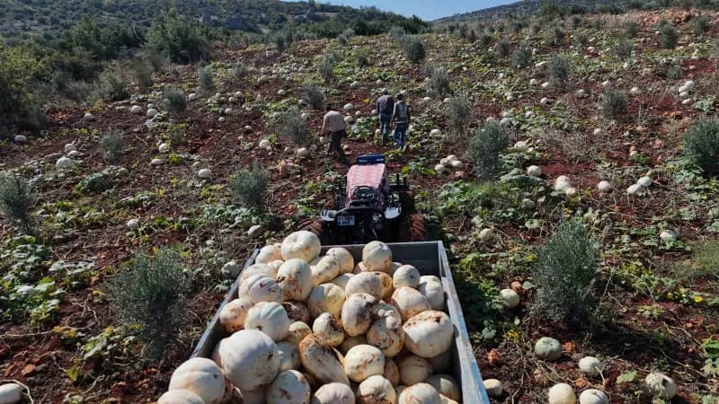 Hatay Altınözü'nde tarlada hasat edilen büyük beyaz kabaklar römorklara yükleniyor
