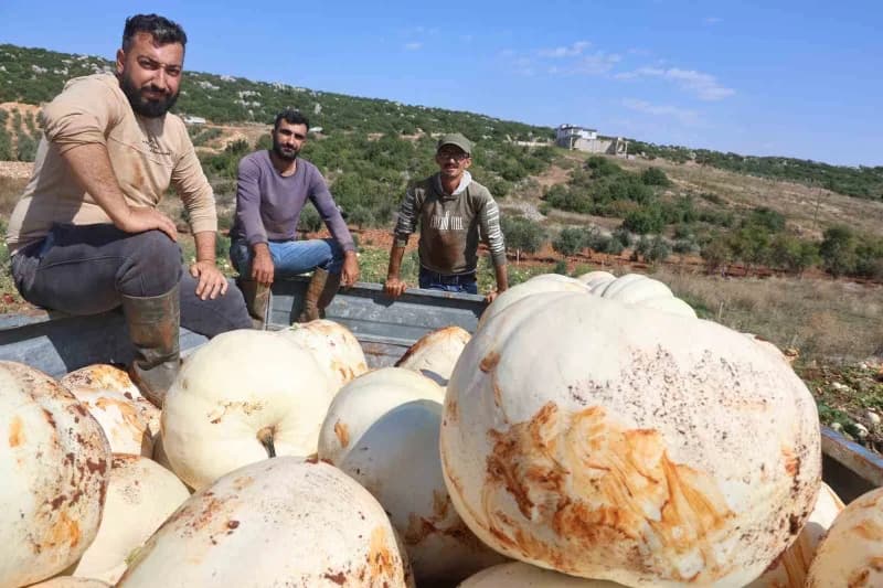 Hatay’ın coğrafi işaretli lezzetlerinden olan ve kilolarca ağırlığa ulaşan Beyaz kabakta hasat başladı. Altınözü ilçesin