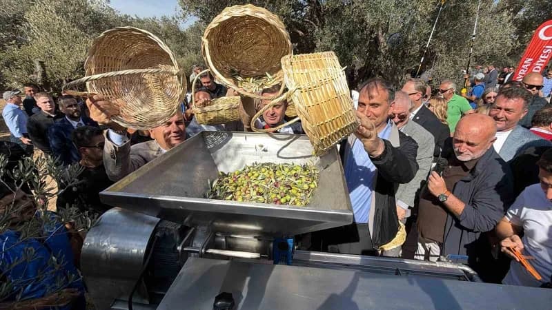 3. Festolive Edremit Zeytinyağı Tadım Festivali kapsamında bin yıllık zeytin ağacından hasat gerçekleştirildi.