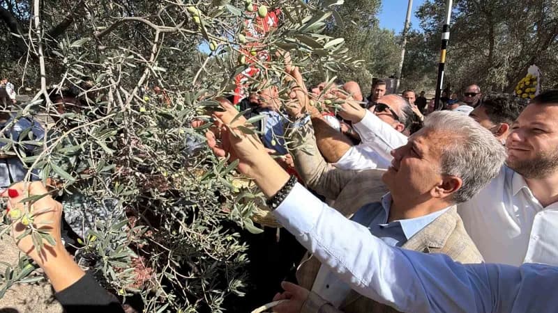 3. Festolive Edremit Zeytinyağı Tadım Festivali kapsamında bin yıllık zeytin ağacından hasat gerçekleştirildi.