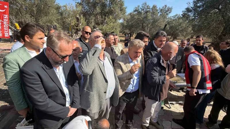 3. Festolive Edremit Zeytinyağı Tadım Festivali kapsamında bin yıllık zeytin ağacından hasat gerçekleştirildi.
