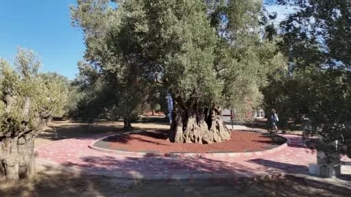 Edremit'te bin yıllık zeytin ağacından yapılan hasat ve taze zeytinyağı tadımı etkinliği