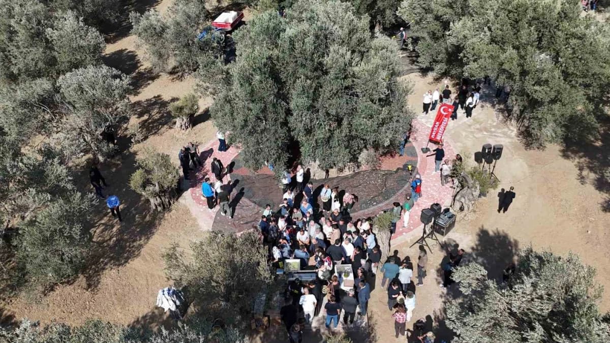 3. Festolive Edremit Zeytinyağı Tadım Festivali kapsamında bin yıllık zeytin ağacından hasat gerçekleştirildi.