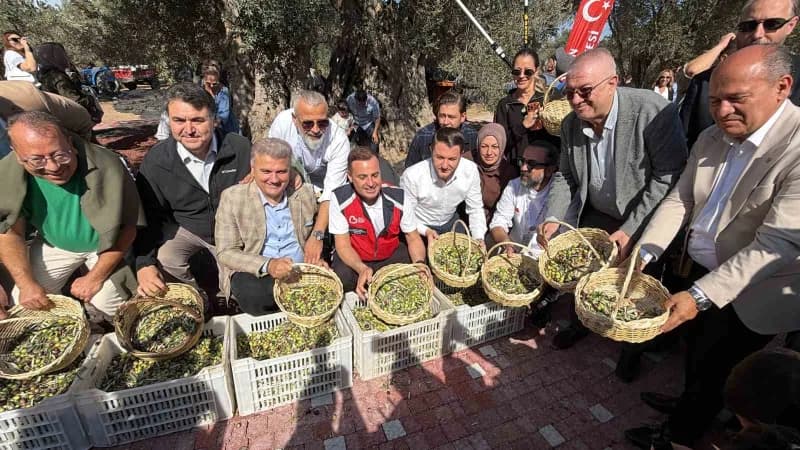 3. Festolive Edremit Zeytinyağı Tadım Festivali kapsamında bin yıllık zeytin ağacından hasat gerçekleştirildi.