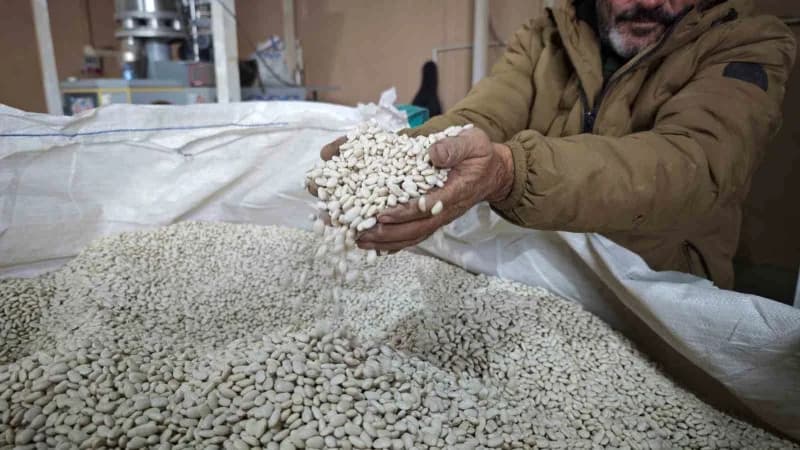 Bitlis, Türkiye’nin tohumluk kuru fasulye üretiminin yüzde 75’ini karşılayarak bu alanda ilk sırada