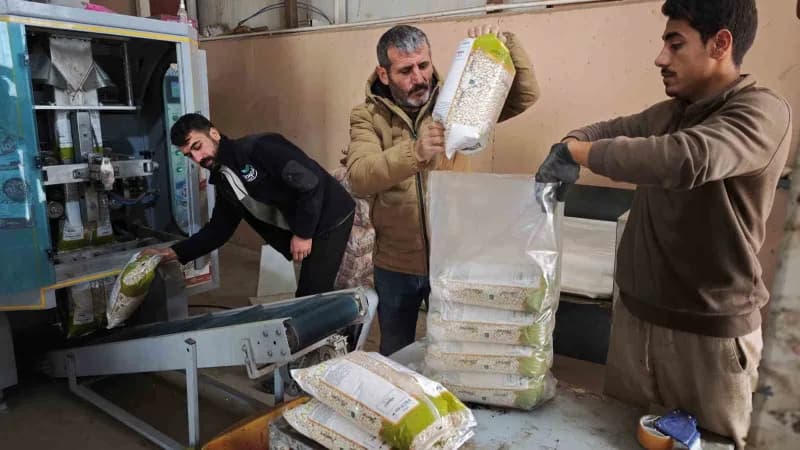 Bitlis, Türkiye’nin tohumluk kuru fasulye üretiminin yüzde 75’ini karşılayarak bu alanda ilk sırada