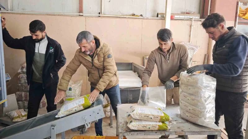 Bitlis’te kuru fasulye tarlasında yetişen fasulye bitkileri ve üretim alanı