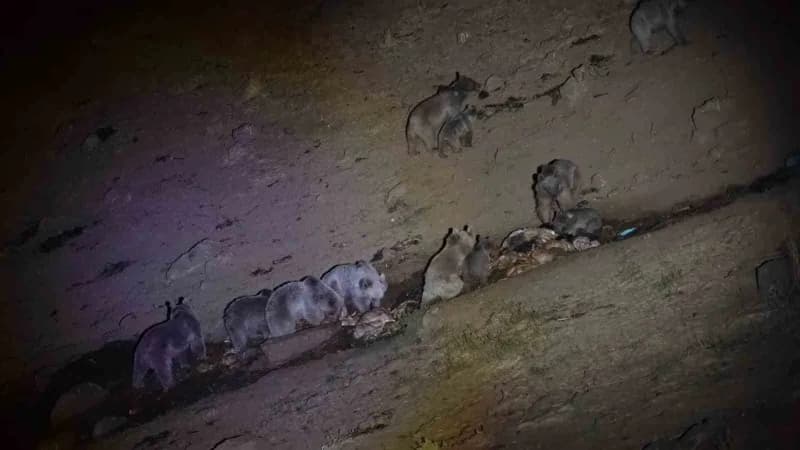 Sivas’ta doğa ve yaban hayatı fotoğrafçısı Mustafa Aslan, yiyecek artıkları çevresinde bir araya gelen boz ayıların kend