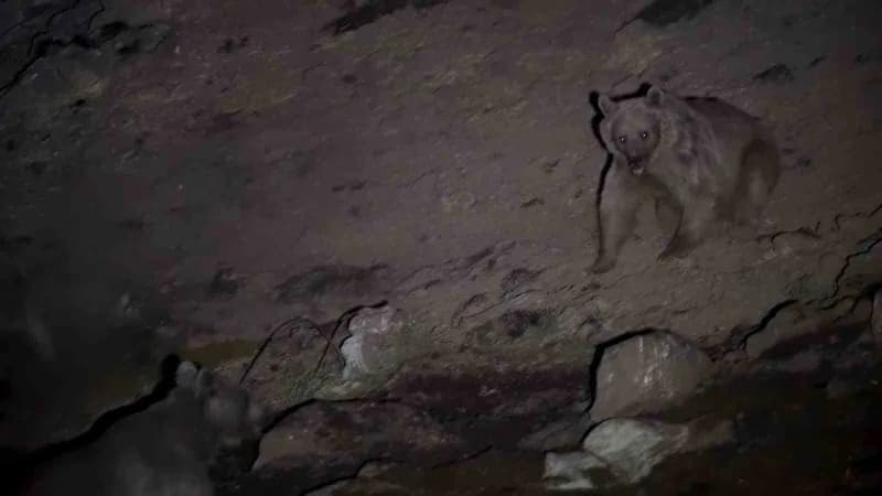 Sivas’ta doğa ve yaban hayatı fotoğrafçısı Mustafa Aslan, yiyecek artıkları çevresinde bir araya gelen boz ayıların kend