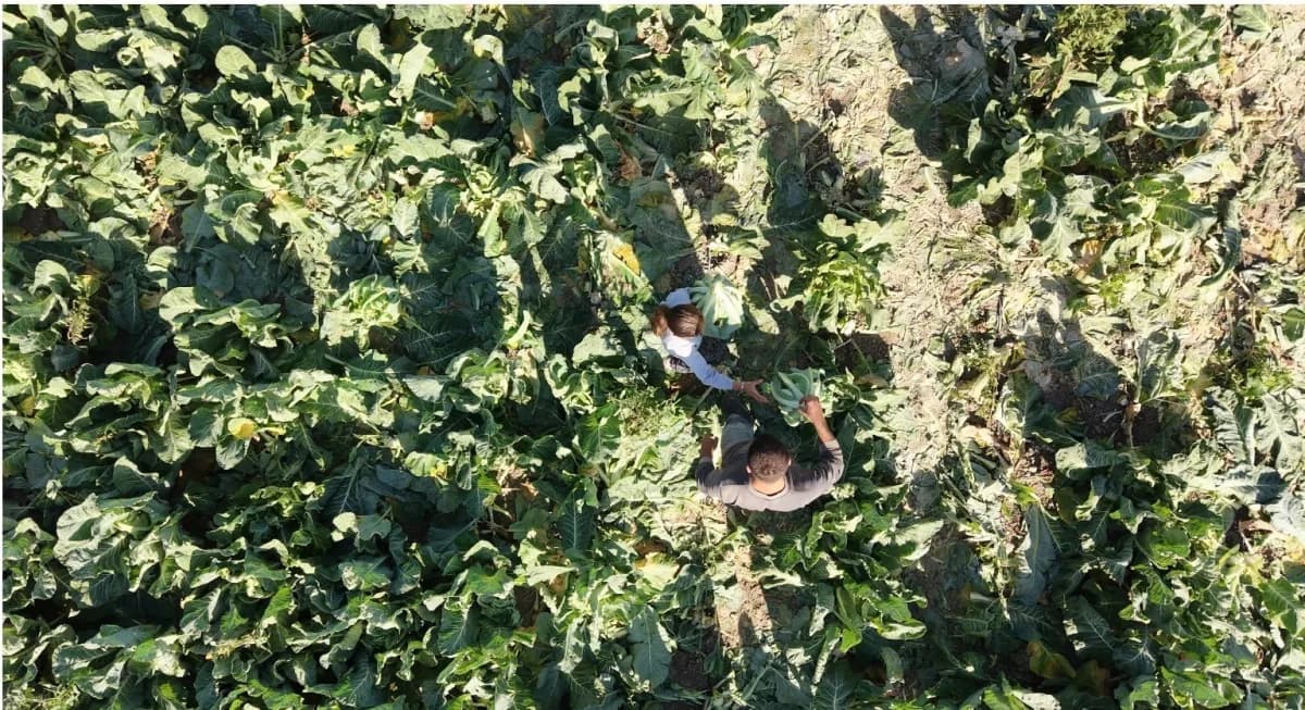 Burdur'da ailesine tarlada çalışarak yardım eden 9 yaşındaki 4'üncü sınıf öğrencisi, yağmurun ve gün