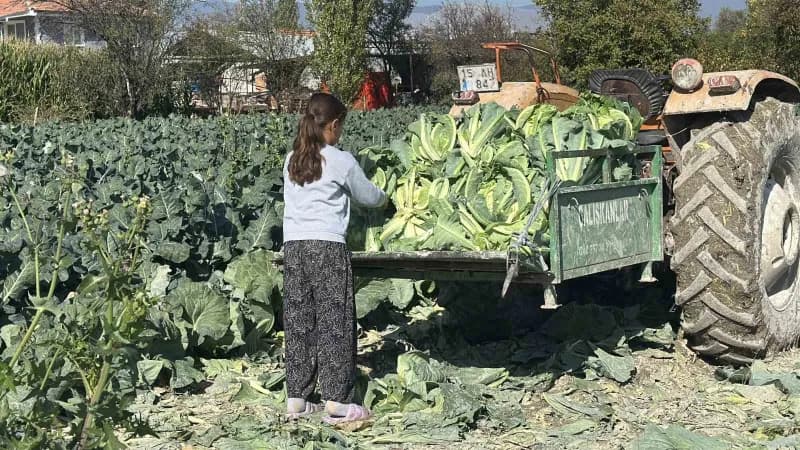Burdur'da ailesine tarlada çalışarak yardım eden 9 yaşındaki 4'üncü sınıf öğrencisi, yağmurun ve gün