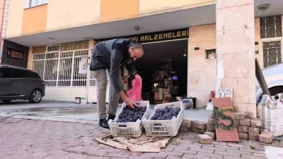 Bursa İnegöl'de erik tarlasından toplanan erikler ve çiftçi Özgür Şimşek