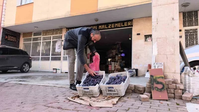 Bursa İnegöl'de erik tarlasından toplanan erikler ve çiftçi Özgür Şimşek