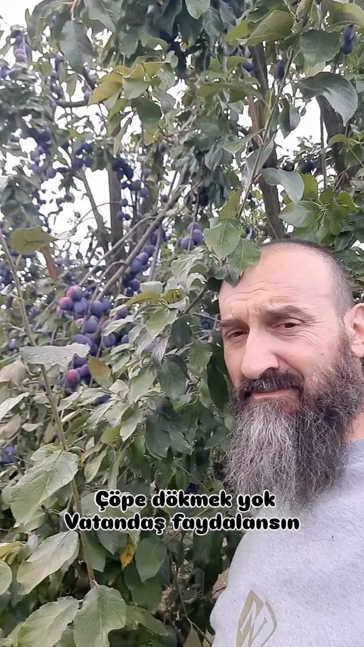 Bursa’nın İnegöl ilçesinde annesine ait tarlada yaklaşık 10 ton erik yetiştiren 48 yaşındaki Özgür Şimşek, ürünlerini sa