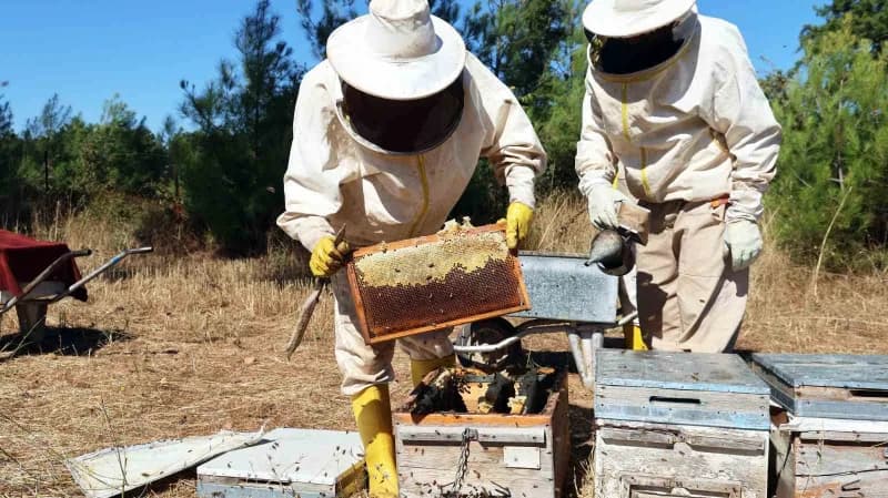Laboratuvar tahlillerinden geçen organik çam balının gerçek değerini bulmasını isteyen üreticiler, h