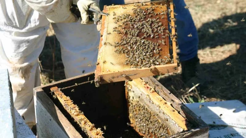 Laboratuvar tahlillerinden geçen organik çam balının gerçek değerini bulmasını isteyen üreticiler, h