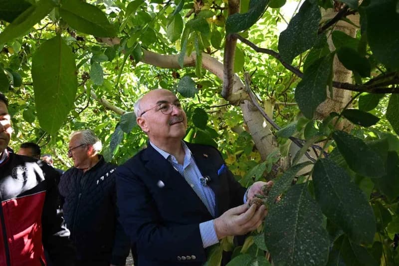 Denizli Çameli ilçesinde ceviz hasadı yapan üreticiler ve protokol üyeleri