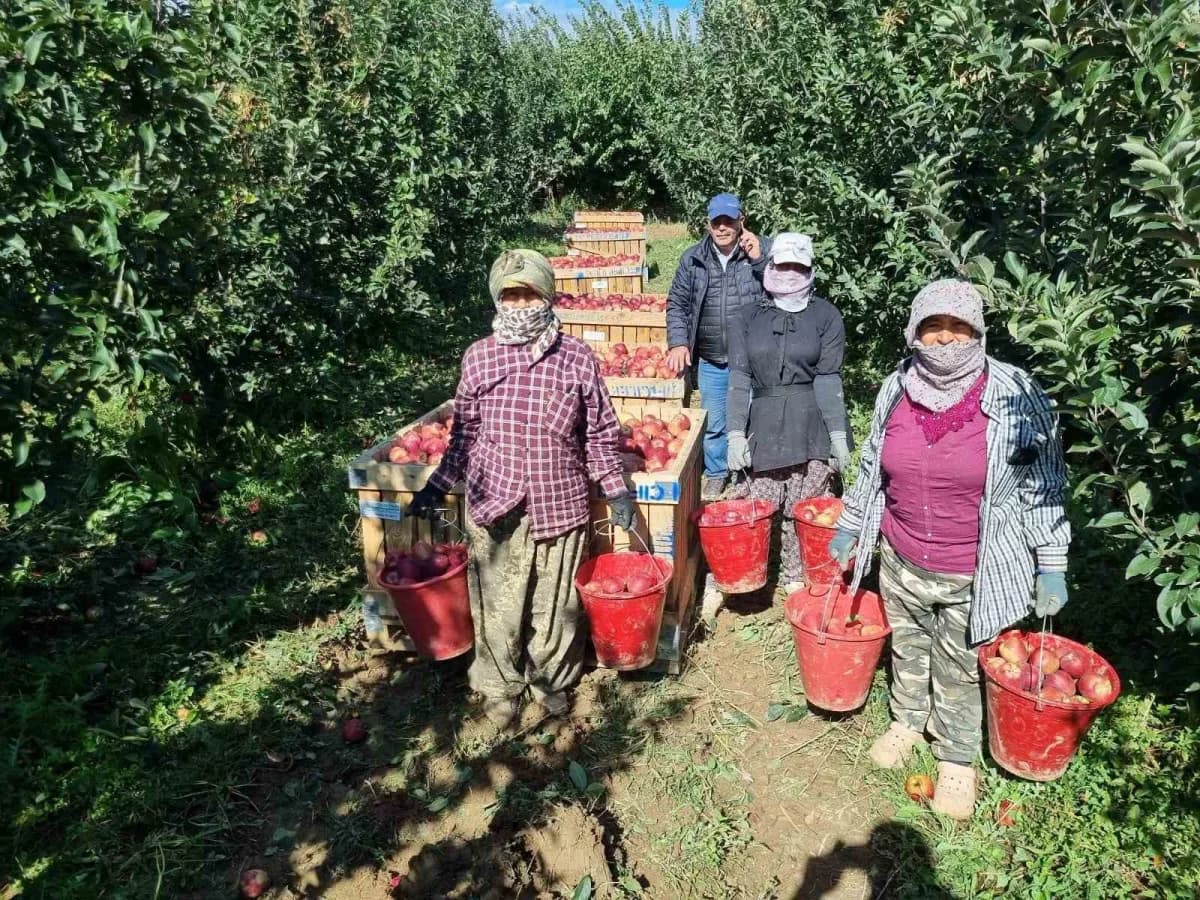 Çivril’de Elma hasadı başladı: tarlada kilosu 25-28 liradan alıcı buluyor