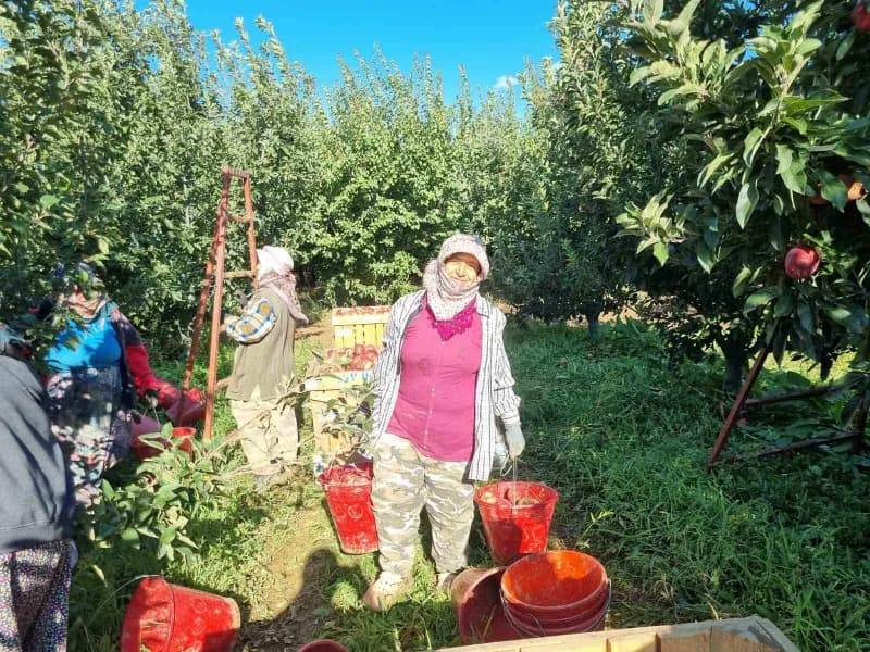 Çivril’de Elma hasadı başladı: tarlada kilosu 25-28 liradan alıcı buluyor