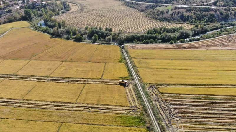 Türkiye'nin ilk çeltik fabrikasının kurulduğu Kastamonu’nun Tosya ilçesinde coğrafi işaretli sarıkılçık çeltiğinin hasad