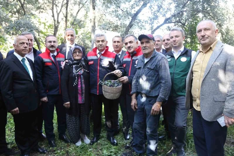 Rtvin’in Yusufeli ilçesinde, Çoruh Vadisi’nin kendine özgü ikliminde yetişen Butko zeytininde hasat