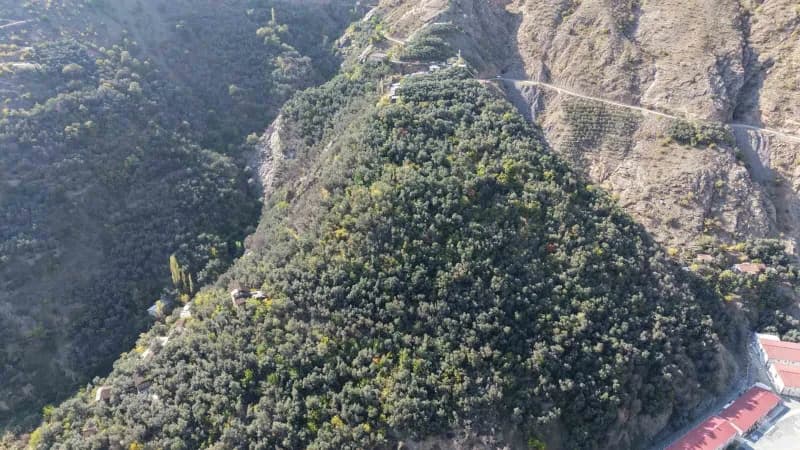 Artvin’in Yusufeli ilçesinde, Çoruh Vadisi’nin kendine özgü ikliminde yetişen Butko zeytininde hasat