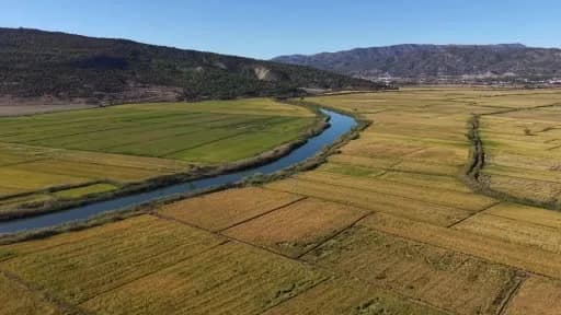Çorum Osmancık'ta pirinç tarlasında biçerdöverle hasat yapan çiftçiler