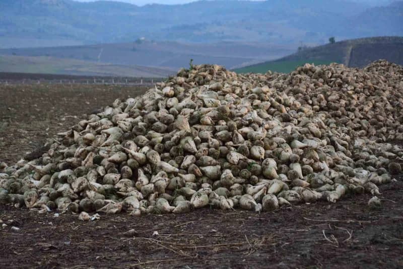 Şeker pancarı