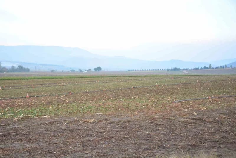 Şeker pancarı tarlası