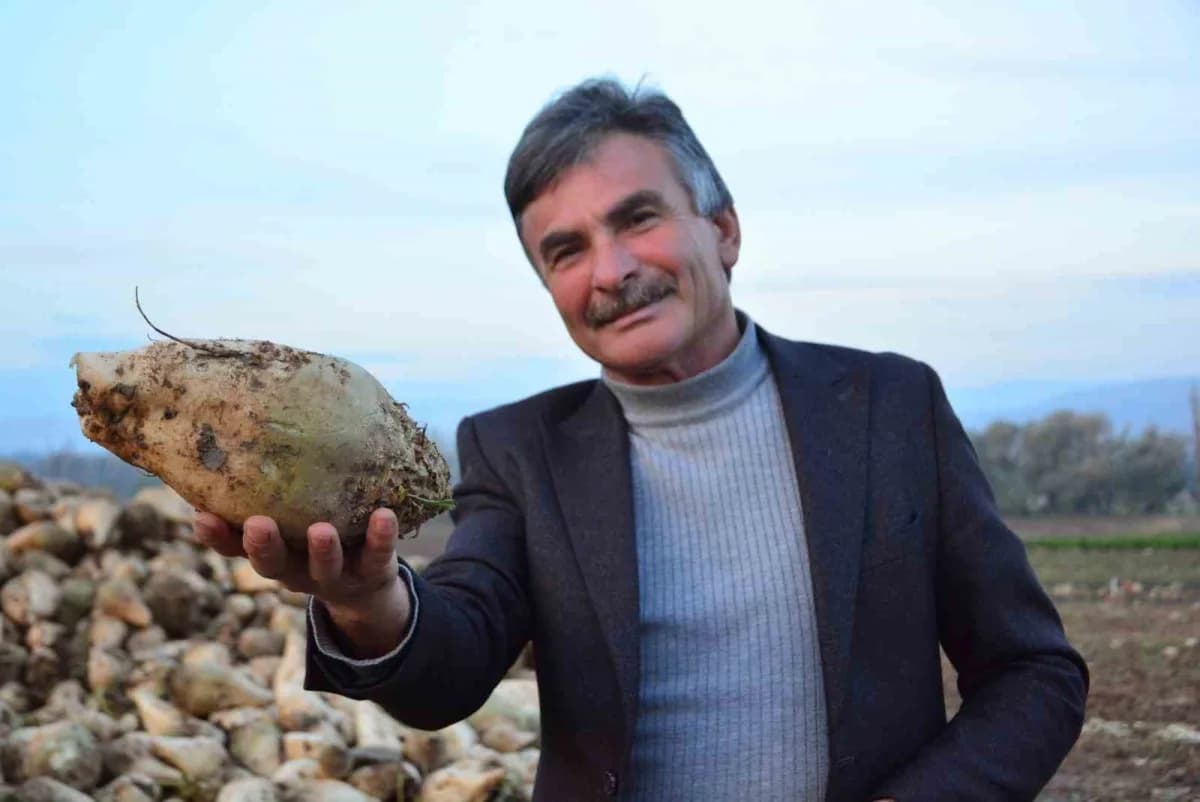 Çorum’da şeker pancarı tarlasında çalışan çiftçi Mustafa Ertuğrul