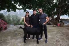 Adana Kozan'da düğünde süslenmiş keçi hediye edilen çift ve davetliler