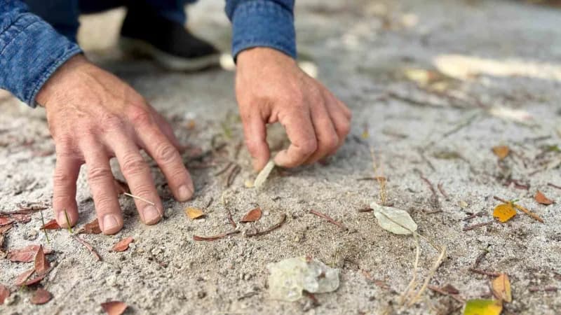 Toplanan damlalar, işçiler tarafından temizlenip sonrasında gıda, kozmetik, ilaç sanayi gibi çeşitli